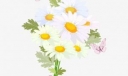 美丽的菊花500字