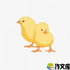 我的小鸡