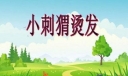 小刺猬烫发350字