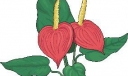 黑板报花朵插图6
