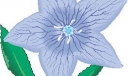 黑板报花类插图14