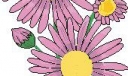 黑板报花朵插图7
