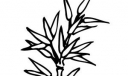 植物花草插图第8组8月17日发布