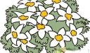 第十八组黑板报插图FLRAL