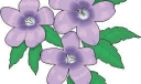 黑板报花朵插图欣赏13