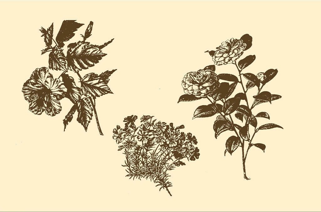 花朵小插图大全（黑白版）
