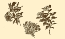 花朵小插图大全（黑白版）
