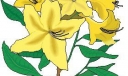 黑板报花朵插图8