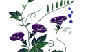 牵牛花插图