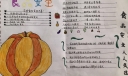 最新的食品安全手抄报，国家食品安全示范城市你我共参与