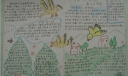 保护鸟类手抄报图片