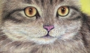可爱的小猫粉笔画