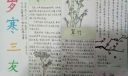 岁寒三友青松翠竹冬梅手抄报