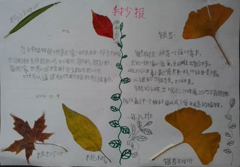 关于树叶的手抄报图片大全 关于树叶的手抄报图片大全