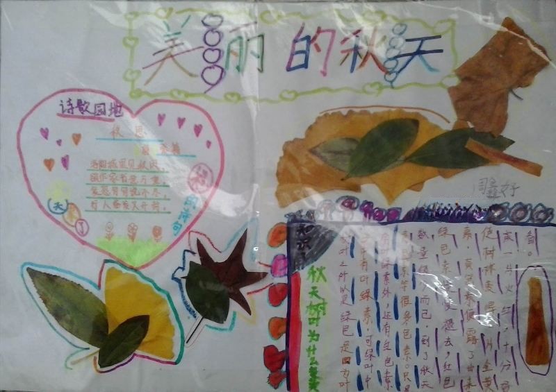 关于树叶的手抄报图片大全 关于树叶的手抄报图片大全