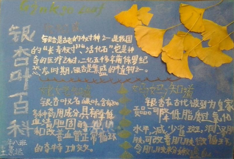 关于树叶的手抄报图片大全 关于树叶的手抄报图片大全