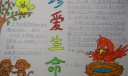 四年级珍爱生命手抄报