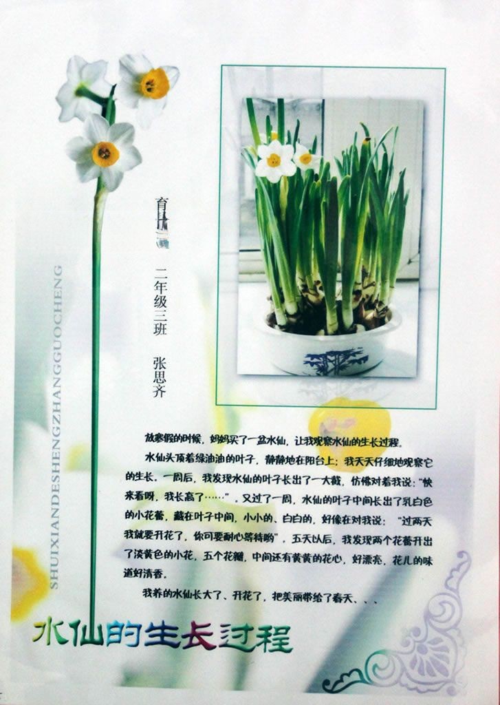植物的生长过程手抄报