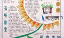 向日葵手抄报设计图欣赏
