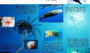 海洋世界手抄报图片