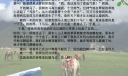香格里拉骑马记手抄报（电子版）