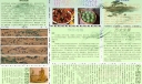 清明节小报
