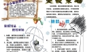 灭蚊手抄报图片