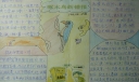 啄木鸟纠错手抄报大全