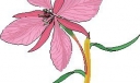 黑板报花朵类精美插图22