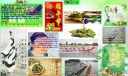 高中端午节手抄报