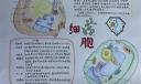 关于细胞的手抄报怎么做？