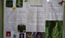 植物小报图片