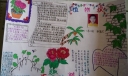 植物手抄报版面设计图