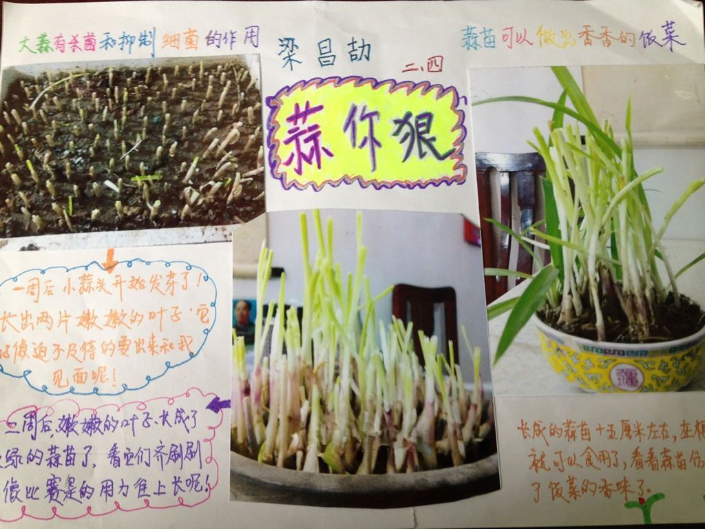 假期植物观察小报 假期植物观察小报