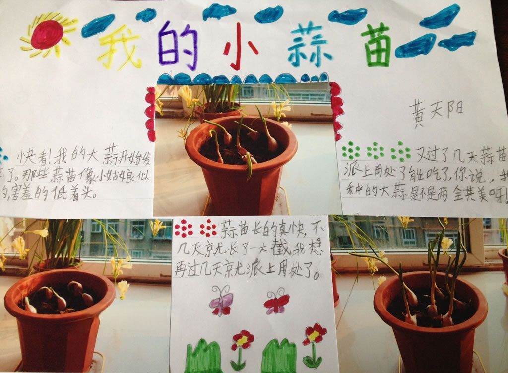 假期植物观察小报 假期植物观察小报