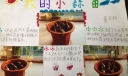 假期植物观察小报