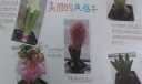 风信子手抄报图片