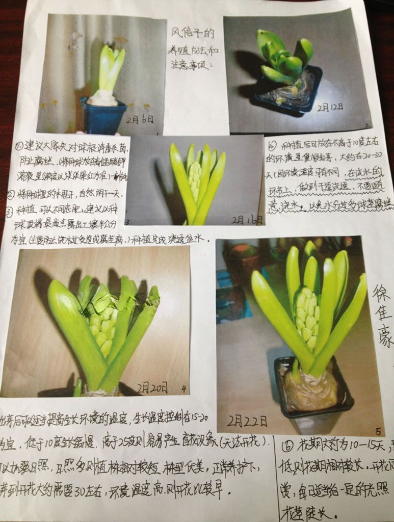 假期植物观察小报 假期植物观察小报