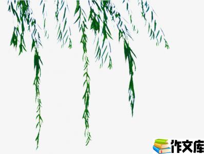 美丽的柳树