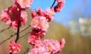 犹有花枝俏原文及翻译