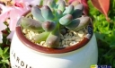 多肉植物乌羽玉的花语是什么