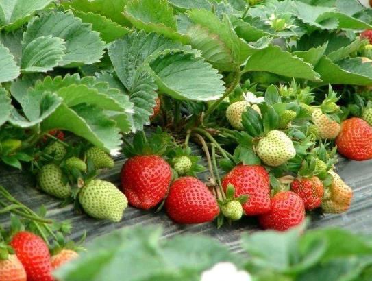 疫情对丹东草莓有影响吗?丹东草莓为什么冬天才有