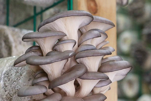 平菇适合什么人吃 平菇不适合吃的人群 平菇适合什么人吃 平菇不适合吃的人群