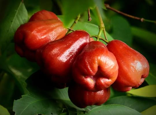 小龙虾和莲雾可以一起吃吗?莲雾为什么会开裂