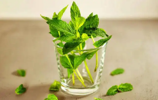 薄荷开花了还可以食用吗3