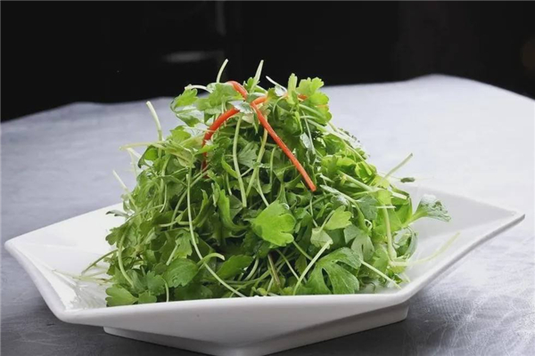 香菜凉拌要焯水吗 香菜凉拌的做法 香菜凉拌要焯水吗 香菜凉拌的做法