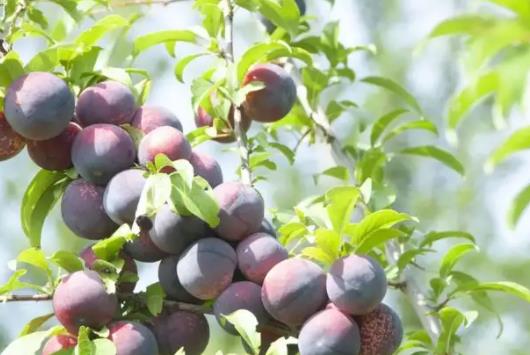 西梅大的好吃还是小的好吃?西梅为什么有紫色和红色的