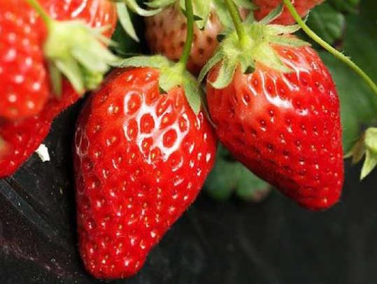 为什么草莓一洗就不甜了?草莓洗了水都是红的正常吗