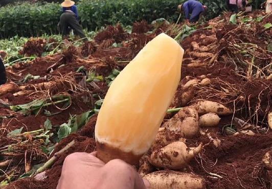 雪莲果怎么保存不会坏?雪莲果怎么不甜