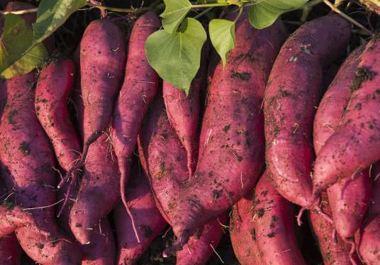 刚挖的红薯怎么不甜?红薯放地窖怎么保存不会烂掉